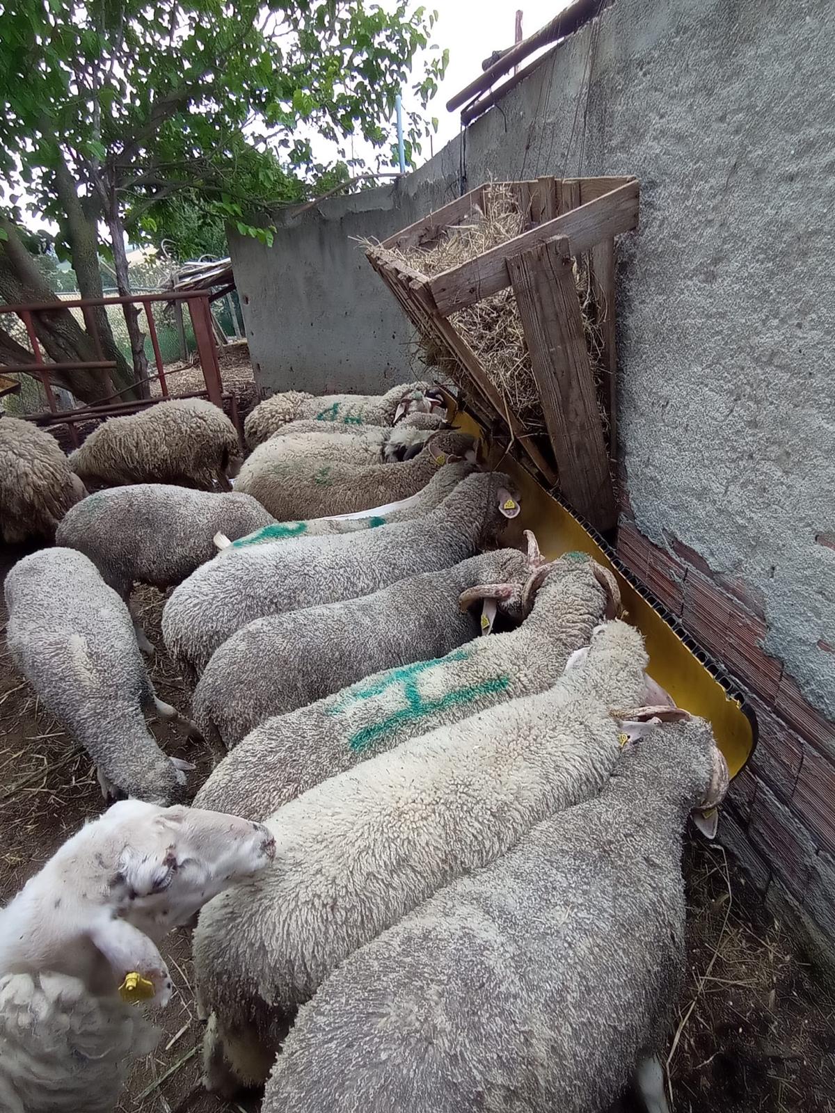 Resul Çiftlik Adaklık ve Kurbanlık